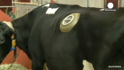 cow porthole cow porthole